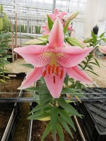 [4375 Pink Robe GA No02.JPG]